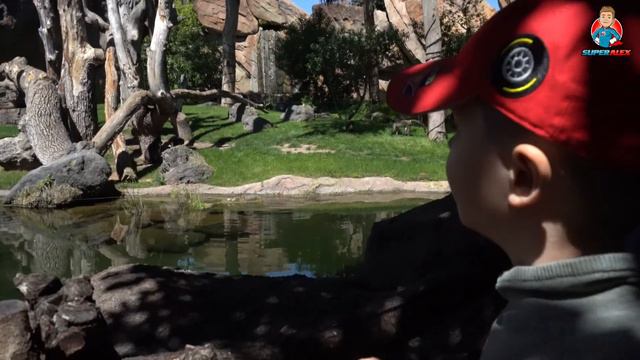 ЗООПАРК В ВАЛЕНСИИ - СУПЕР РОЗЫГРЫШ ЖИРАФА ОТ СУПЕР АЛЕКСА смотреть онлайн