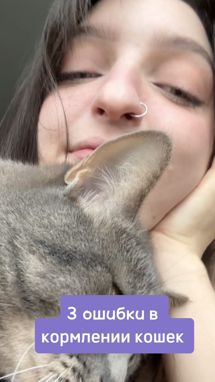 Почему кошки привередливы к корму? Топ 3 ошибки в кормлении кошек. Новый корм Jarvi