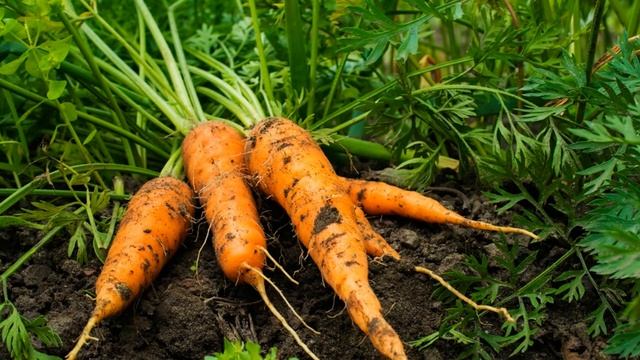 Выращиваем морковь по правилам севооборота смотреть онлайн