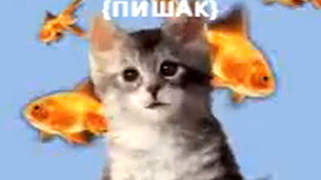 Як Кисаи Шаху Арус...😅😅😅 смотреть онлайн