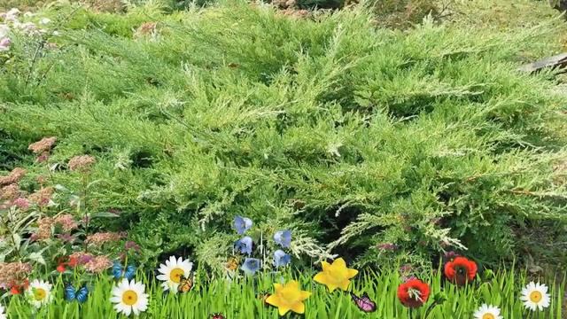 Можжевельник казацкий Рокери Джем ? Обзор: посадка и уход. саженцы: описание и особенности смотреть онлайн