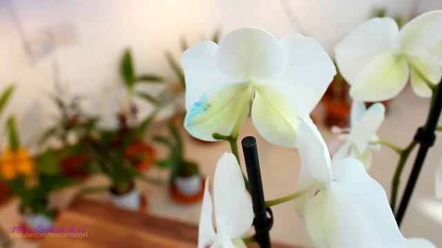 DIY Blue Orchid - How blue Phalaenopsis Orchids are made смотреть онлайн