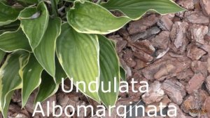 Хосты Голд Стандарт, Патриот и другие - характеристика, посадка на агроткань | Как цветет хоста