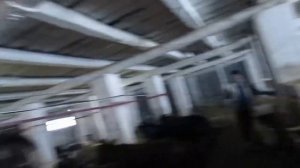 Как помочь корове избавиться от последа без медикаментов. О вариантах смотрите видео с 7-й минуты.