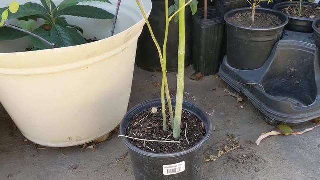 Новый питомец -- Моринга масличная. Дубль 3. смотреть онлайн