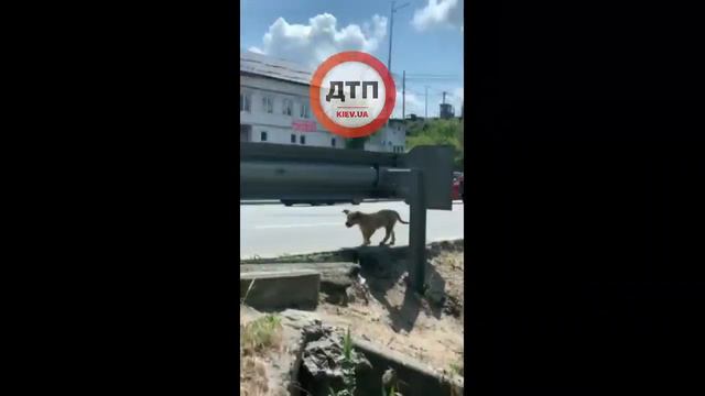 Киев. Выбросили щенка около дороги в 6 полос. С ночи бегает около отбойника и периодически выбегает смотреть онлайн