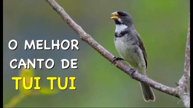 O MELHOR CANTO DE TUI TUI ZEL ZEL POR 10 HORAS смотреть онлайн