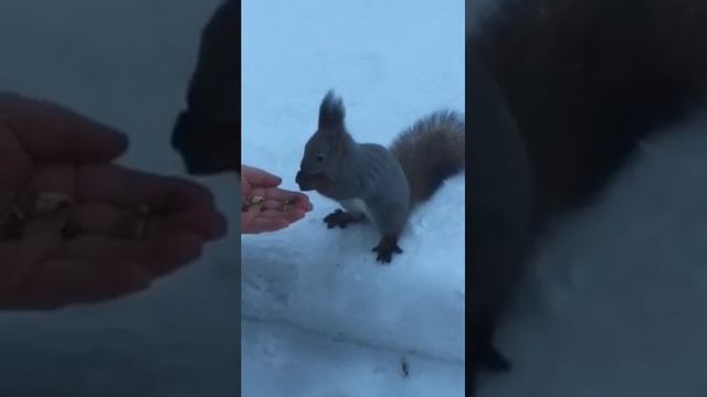 Рождественское чудо смотреть онлайн
