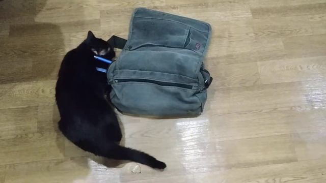 Прикол. Пришел газовщик. Кошка балдеет. смотреть онлайн