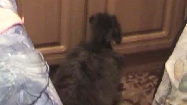 Кошка Чита смотреть онлайн