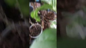 Прищипка и черенкование мирабилиса.