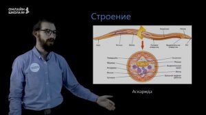 Тип Круглые черви. Урок 8. Биология 7 класс