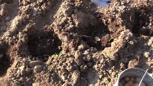 Сажаем картофель на зиму правильно смотреть онлайн