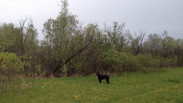 Там соловей в кустах поёт... Слушаем с гордонами трели соловья смотреть онлайн