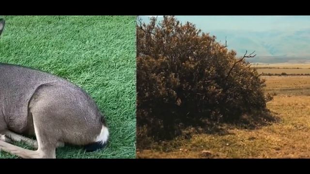 ♫ ? ♫ ♫ МУЗЫКА ПРИРОДЫ!!!! ♫ ? ♫ ♫ Insanely beautiful music of nature !!!!! смотреть онлайн