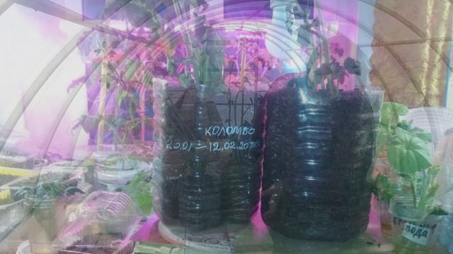 Картофель. Окучивать или нет??? смотреть онлайн