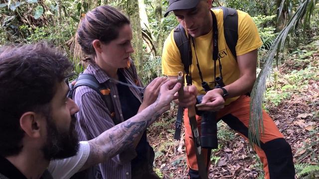 Exploring potential new species in Brazil’s Forgotten Forest | Kew смотреть онлайн
