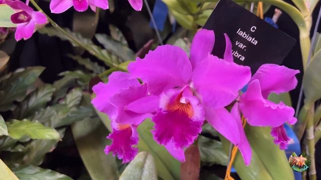 Orchid Show/Blue Ridge Orchid Society of Va/Oct. 2023 смотреть онлайн