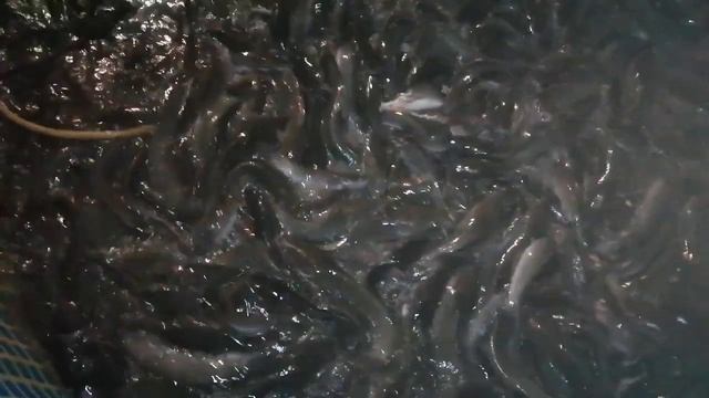 Африканский клариевый сом 84 дня со дня приезда. Кормление африканского клариевого сома. смотреть онлайн