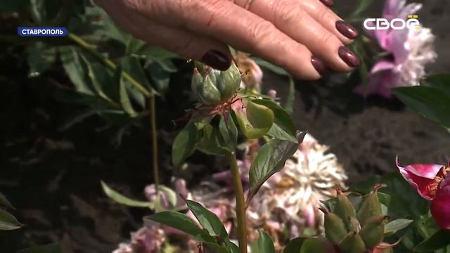 В Ставропольском Ботаническом саду расцвели пионы смотреть онлайн