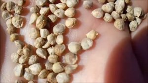 ВЕСЕННИЙ ПОСЕВ ШПИНАТА