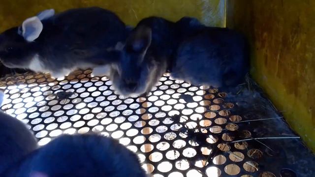 Весна. Кролики. Обзор хозяйства. смотреть онлайн