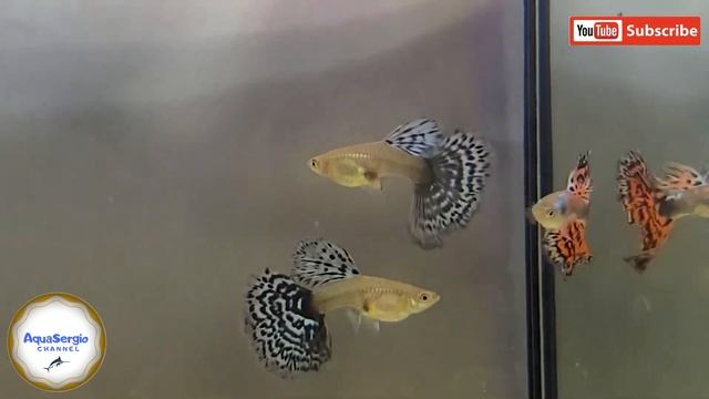 С тонким хвостом гуппи?!with A Thin Guppy Tail?!