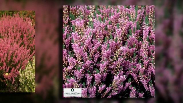 Вереск обыкновенный (Calluna vulgaris) смотреть онлайн