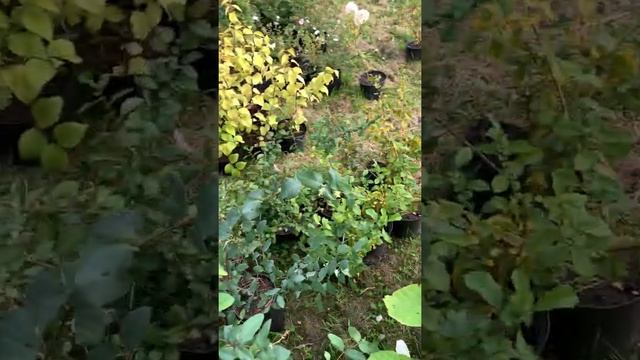 Декоративные кустарники смотреть онлайн