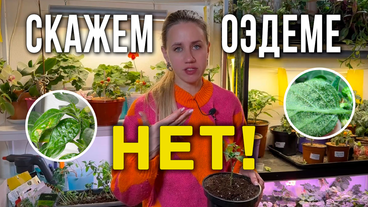 Оэдема на томатах. Как бороться с оэдемой на рассаде томатов. перцев. Крепкая рассада томатов, перца