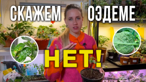 Оэдема на томатах. Как бороться с оэдемой на рассаде томатов. перцев. Крепкая рассада томатов, перца