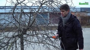 Как обрезать запущенную яблоню?