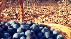 Ягоды терна способны вылечить....