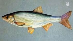 Каментария#24ТБХ-Гурба дар хоб,Шер дар хоб,Сухтор дар хоб,Мохи дар хоб,Кулфинай дар хоб,Укоб дар хо