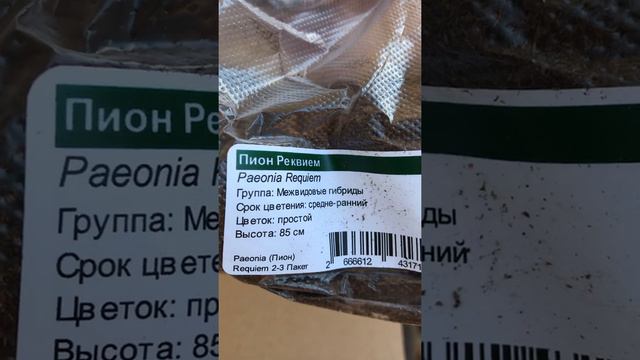 Обзор корней пионов из ИМ Подворье!! смотреть онлайн