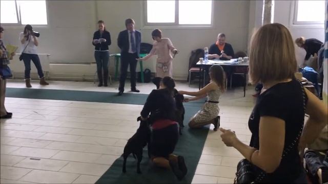 CACIB Белые Ночи-2 Стаффордширский бультерьер Сравнение на ЛС и Рез ЛС смотреть онлайн
