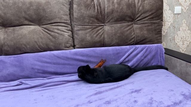 У пантерки с поломанными лапками ПОЯВИЛСЯ ДРУГ! Собака и пантера учатся доверять ❤️ смотреть онлайн