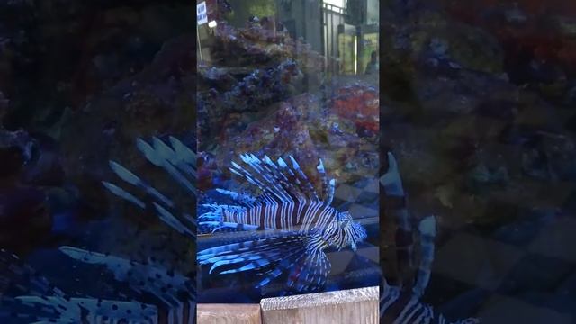 #Zebra_fish #lion_fish zebra lionfish Рыба-зебра, рыба-лев, крылатка-зебра, полосатая-крылатка смотреть онлайн