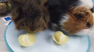 ЕДИМ ПО АЛФАВИТУ ЧЕЛЛЕНДЖ ! ПРИКОЛЫ С ЖИВОТНЫМИ 2020. СВИНКА БУЗЯ