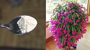 Чем подкормить декабрист в ноябре-декабре чтобы цвел как не в себя, пышно и долго?