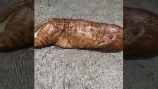 Питон, сука, проглотил домашнего кота Котана удалось спасти смотреть онлайн