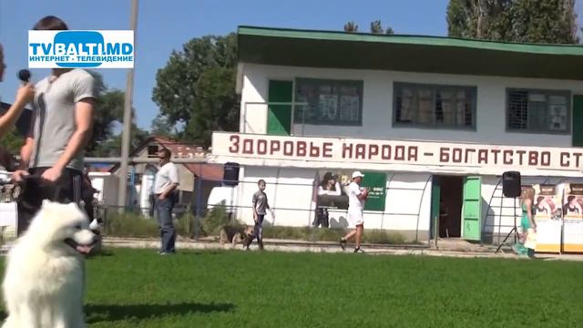 Выставка декоративных собак- 2013 09 06 13 смотреть онлайн