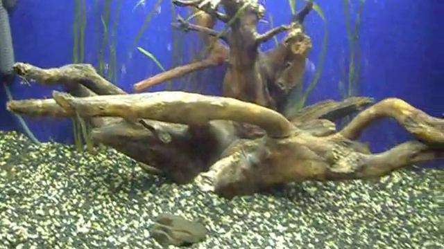 Коряга смотреть онлайн