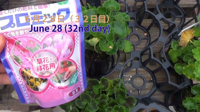 夏前にやっておきたい!!ゼラニウムの切り戻し Cut Back Pelargonium!! смотреть онлайн