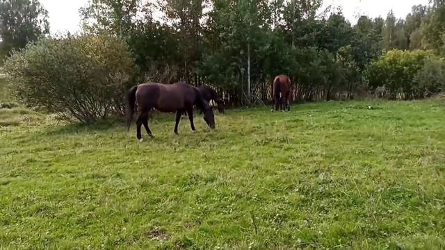 жизнь на ранчо...видео коктейль.. все в подряд... смотреть онлайн