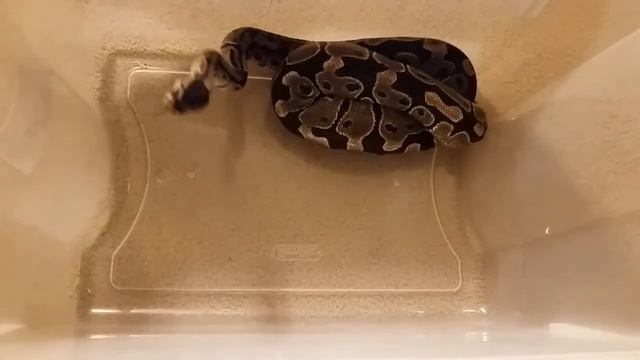 feeding response of my ball python смотреть онлайн