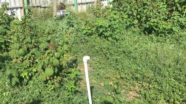 малина полька ремонтантная результат 4. погоных метрах #МАРАВИЛЛА #ЗЮГАНА #МАПЕМА #ПОЛЬКА Бизнес смотреть онлайн