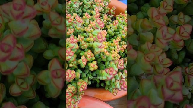 🌼 Crassula Brevifolia. Una suculenta pequeña pero abundante en colonias, crecimiento y delicadeza 🌷