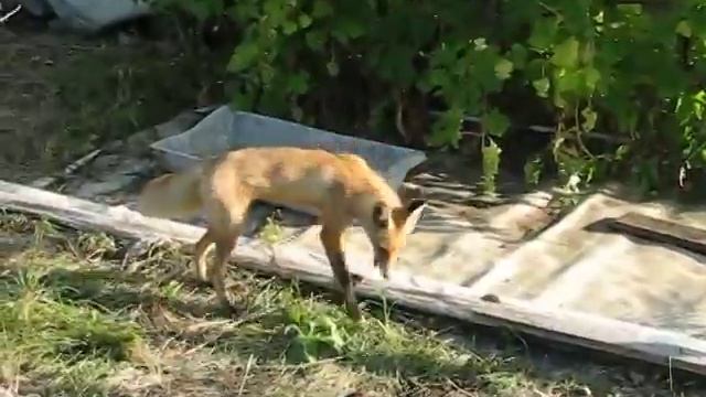 ЛИСА В ГОСТЯХ НА НАШЕЙ ДАЧЕ смотреть онлайн