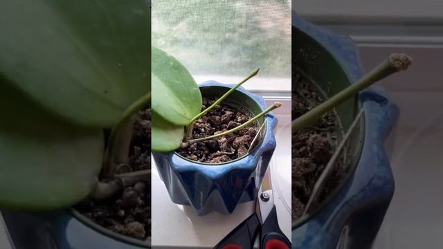 Hoya acuta is dead #shorts #plantjourney #hoya #hoyaacuta смотреть онлайн